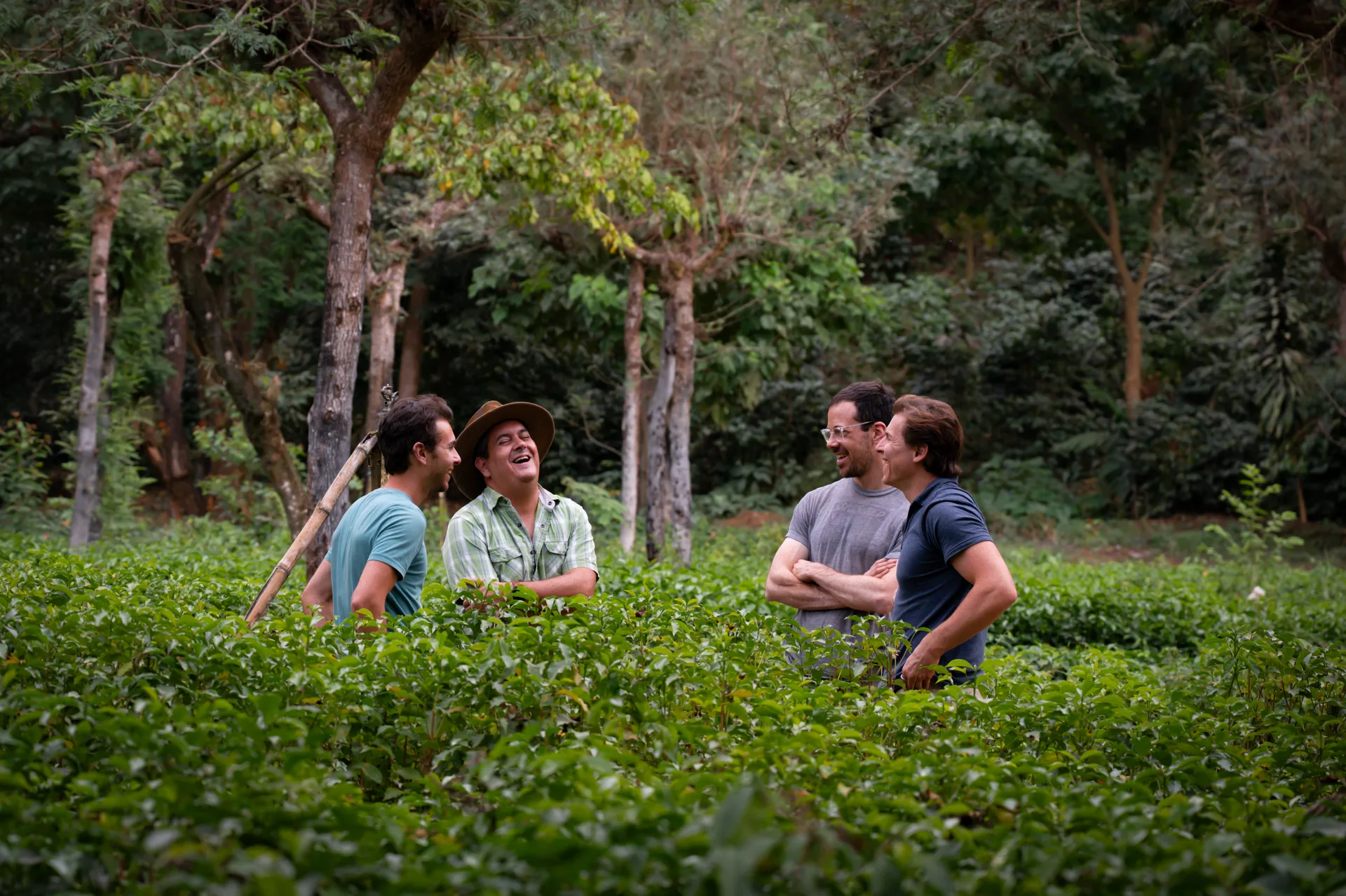 Four people talking among coffee plants