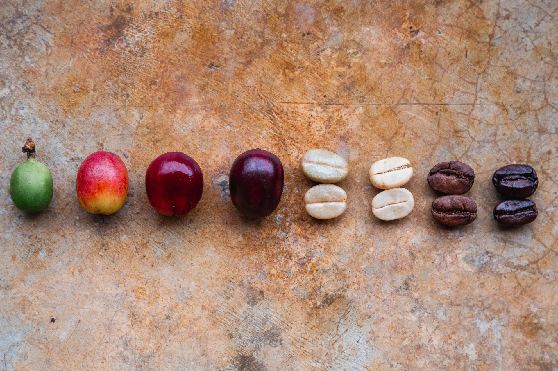Coffee cherries and beans arranged in a row from green fruit to roasted beans