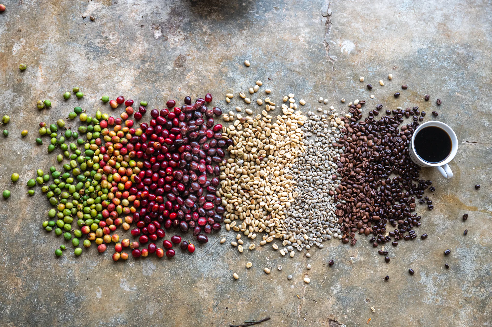 Coffee cherries and beans in successive stages beside a cup of black coffee