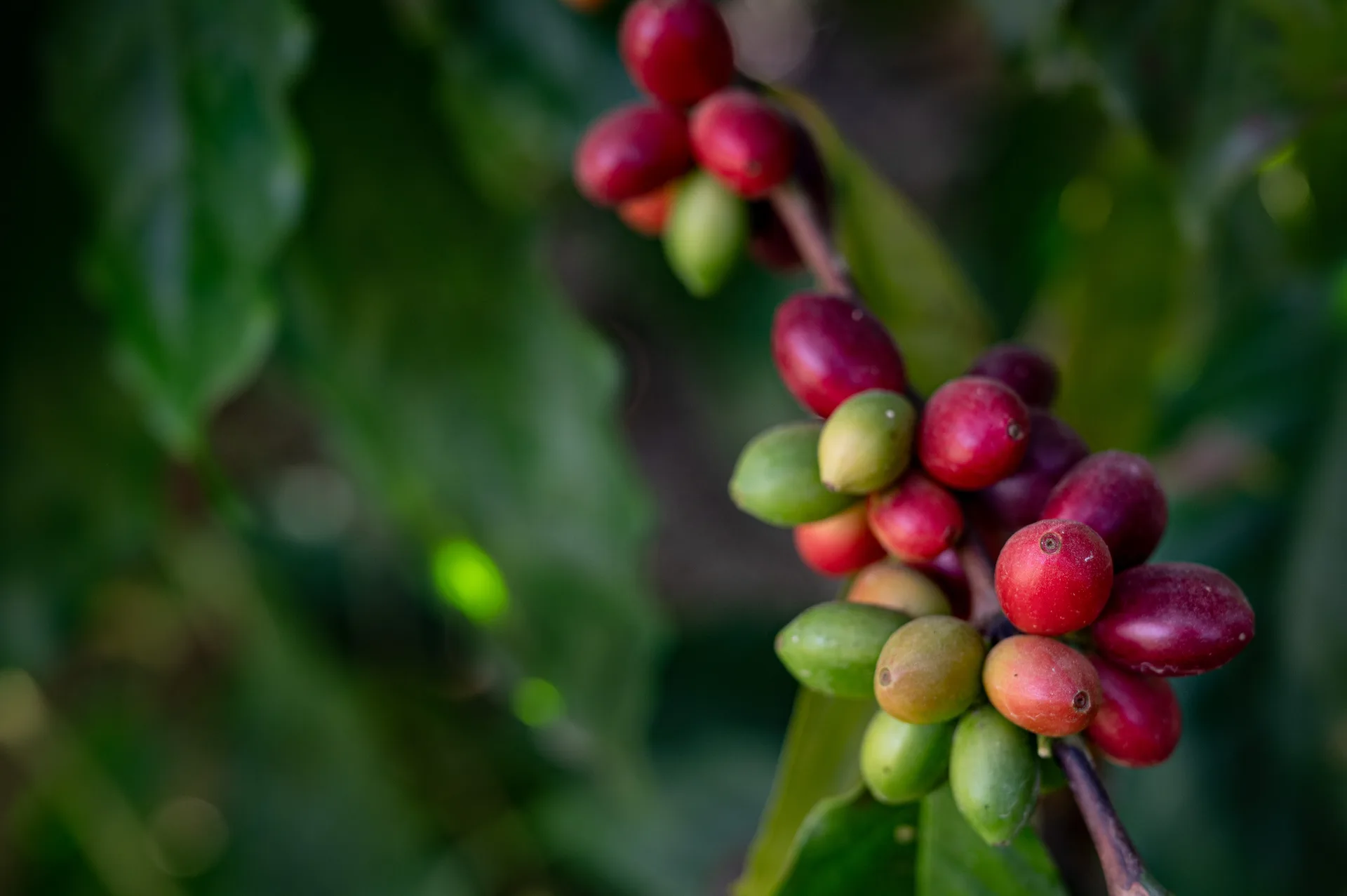 Red and green coffee cherries growing on a leafy branch
