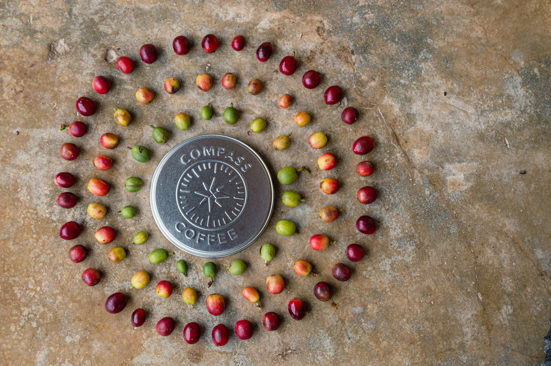 Green, yellow, and red coffee cherries arranged in circles around a Compass Coffee lid