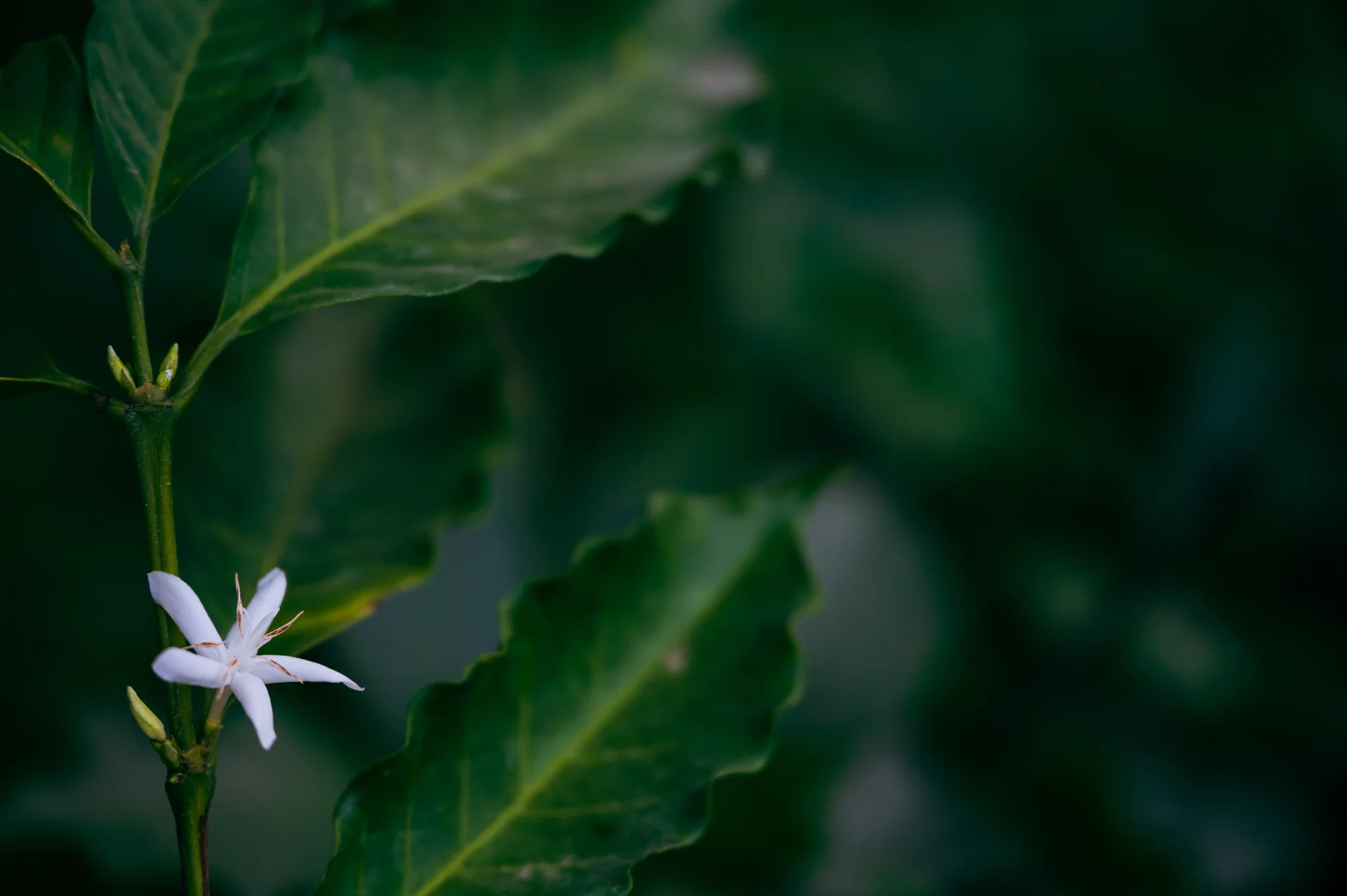 A white coffee blossom on a stem among deep green leaves