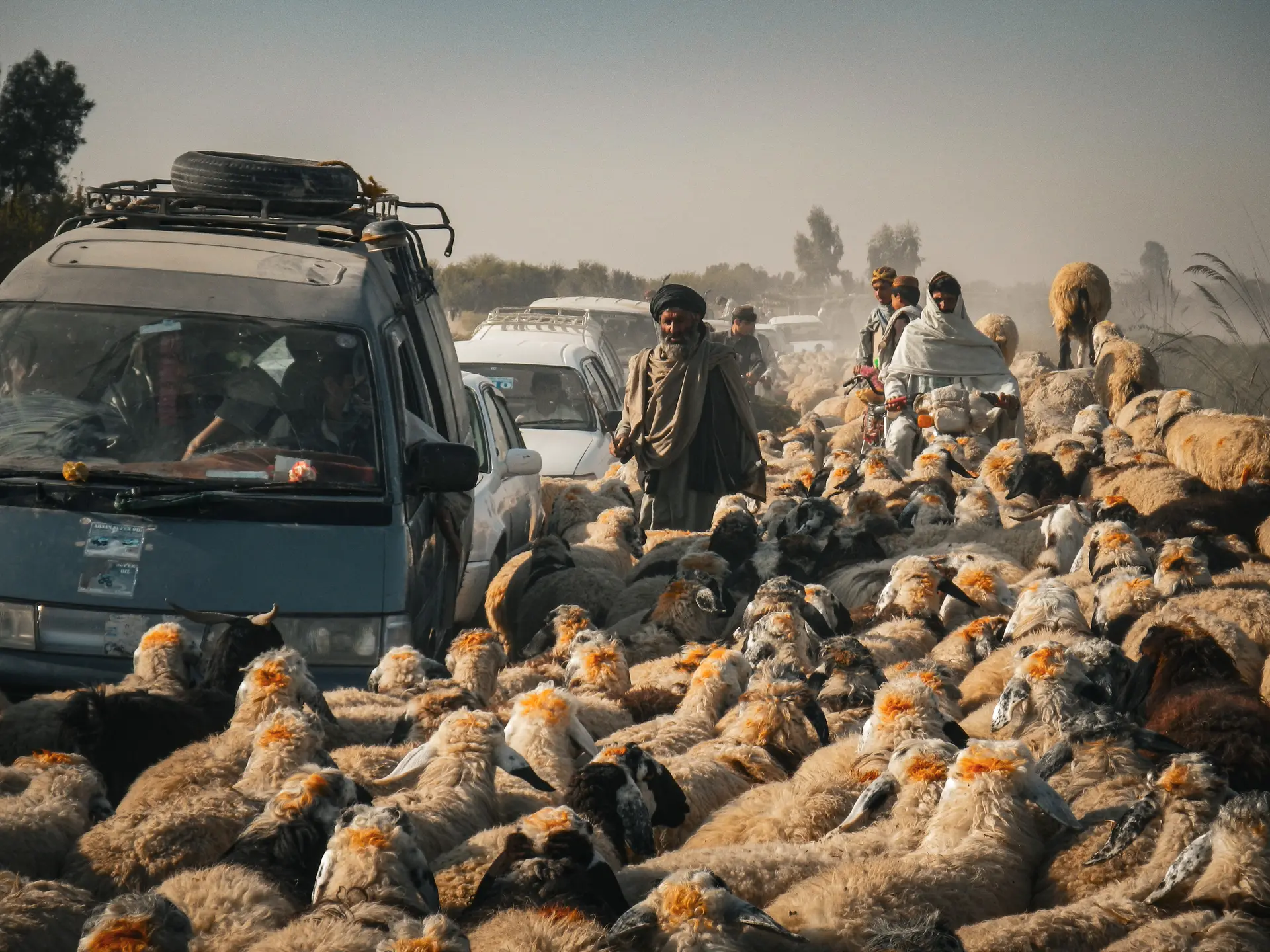 A flock of sheep sharing a dusty road with people and vehicles